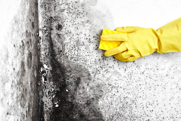 Reliable El Campo, TX Mold Removal Solutions