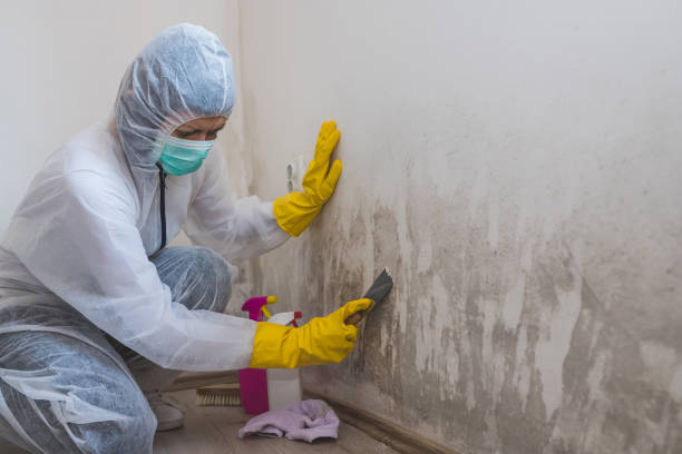 Best Professional Mold Removal  in El Campo, TX