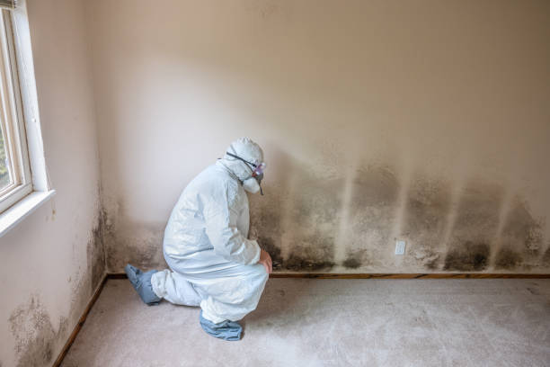 Best Toxic Mold Removal  in El Campo, TX