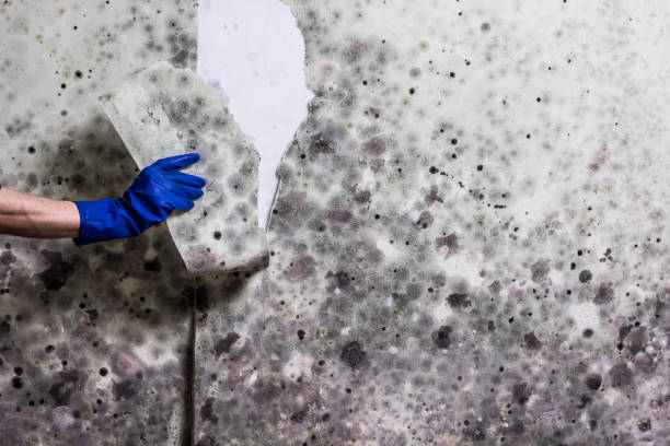 Best Professional Mold Removal  in El Campo, TX