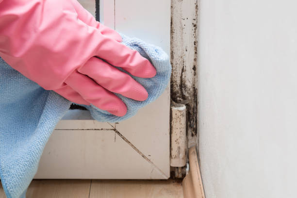 Best Emergency Mold Removal  in El Campo, TX